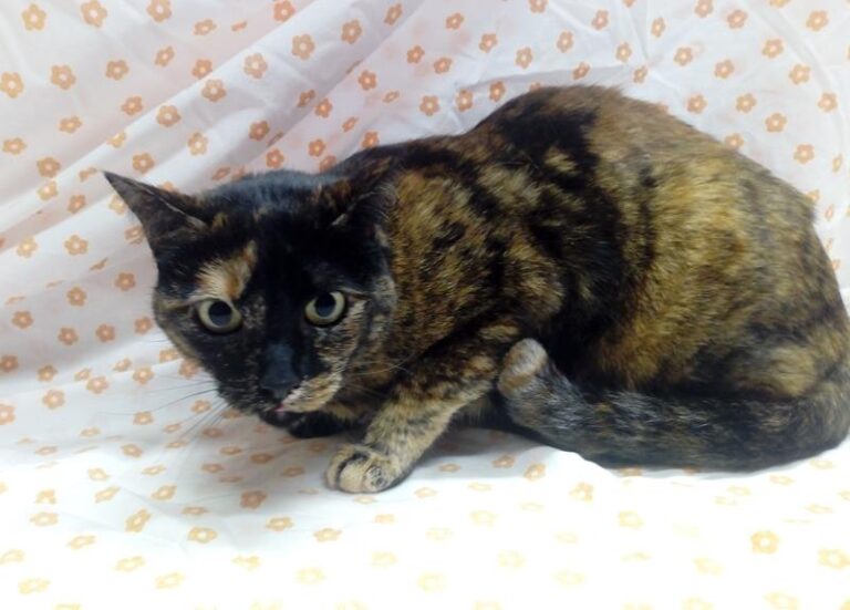 multimedia-foto62416-397-1