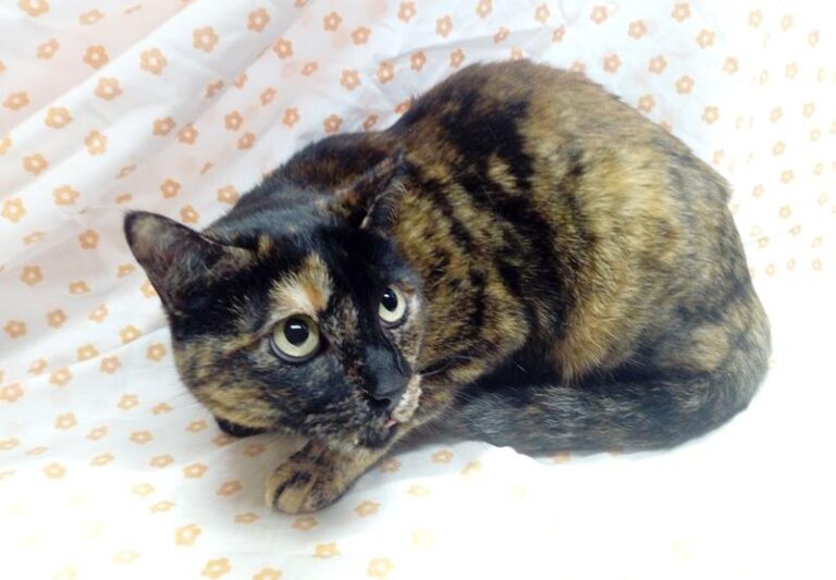 multimedia-foto62417-397-1