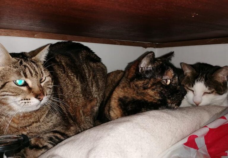 multimedia-foto62421-526-1