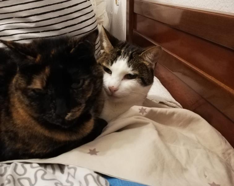 multimedia-foto62422-526-1