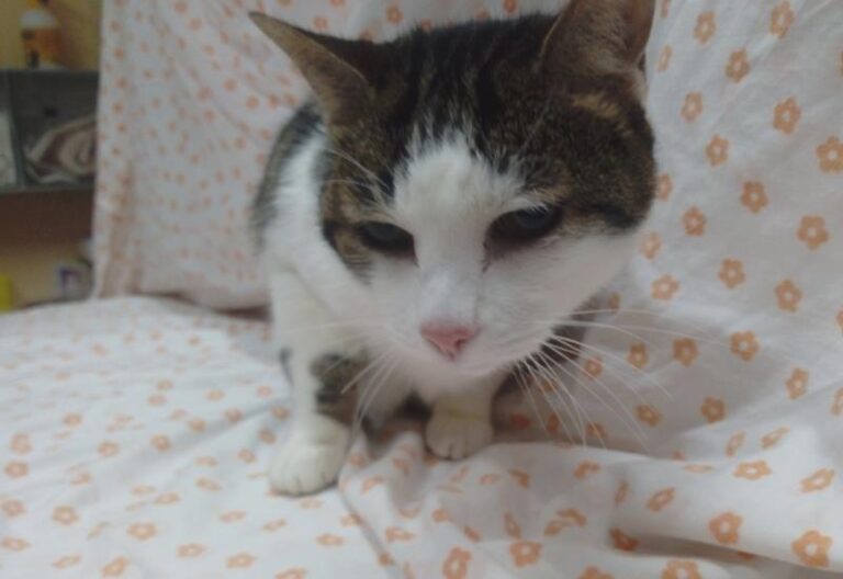 multimedia-foto62423-526-1