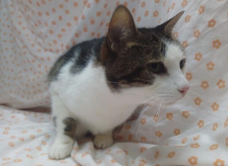 multimedia-foto62424-526-1