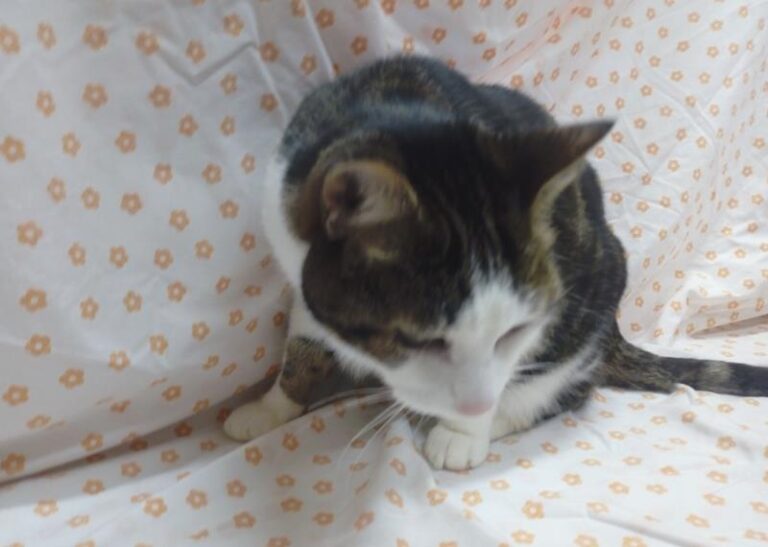 multimedia-foto62425-527-1