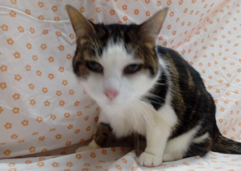 multimedia-foto62426-527-1