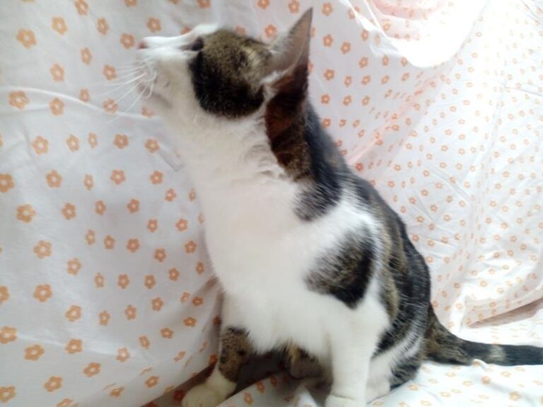 multimedia-foto62427-527-1