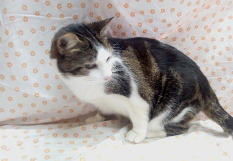 multimedia-foto62428-527-1