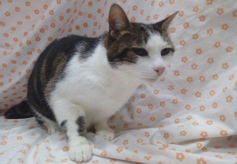 multimedia-foto62429-527-1