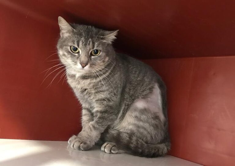 multimedia-foto62432-558-1