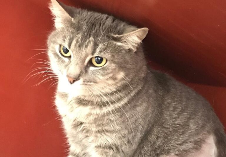 multimedia-foto62433-558-1