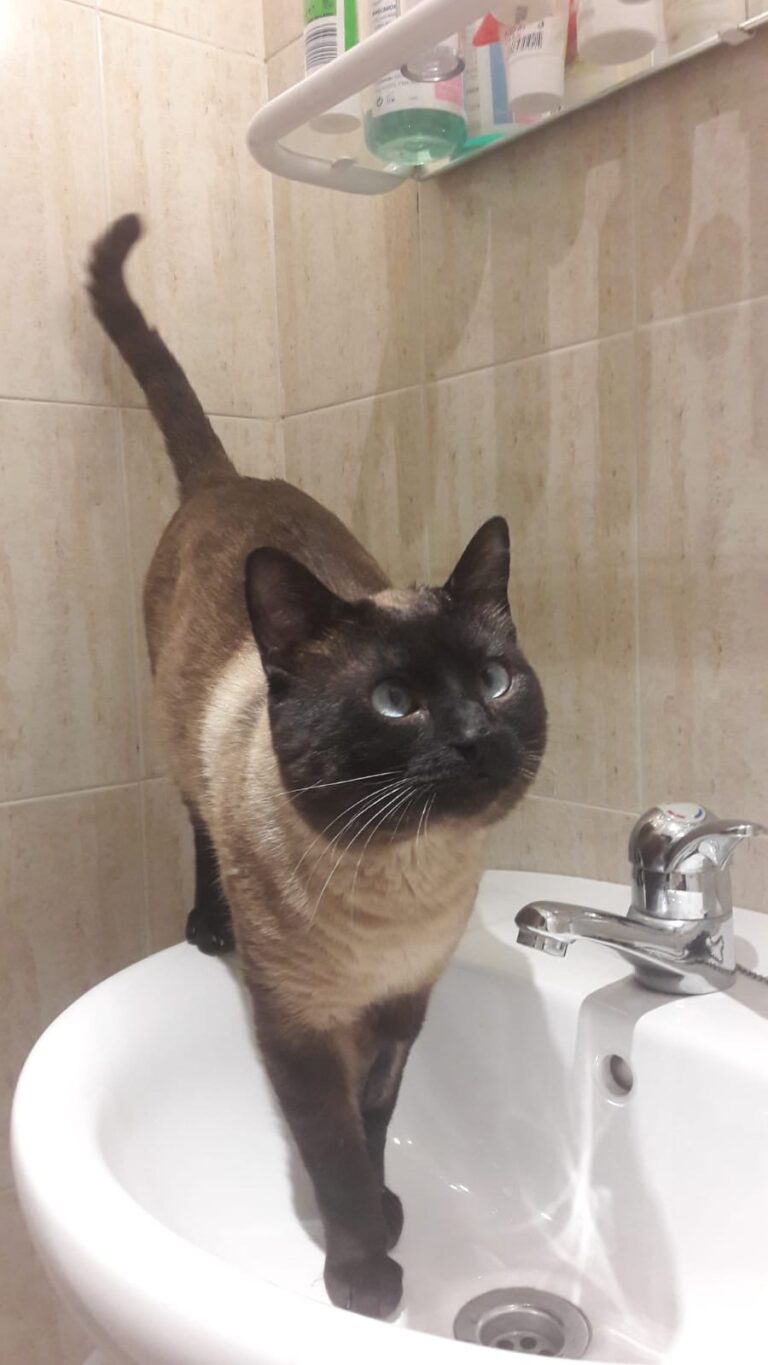 multimedia-foto62437-403-1