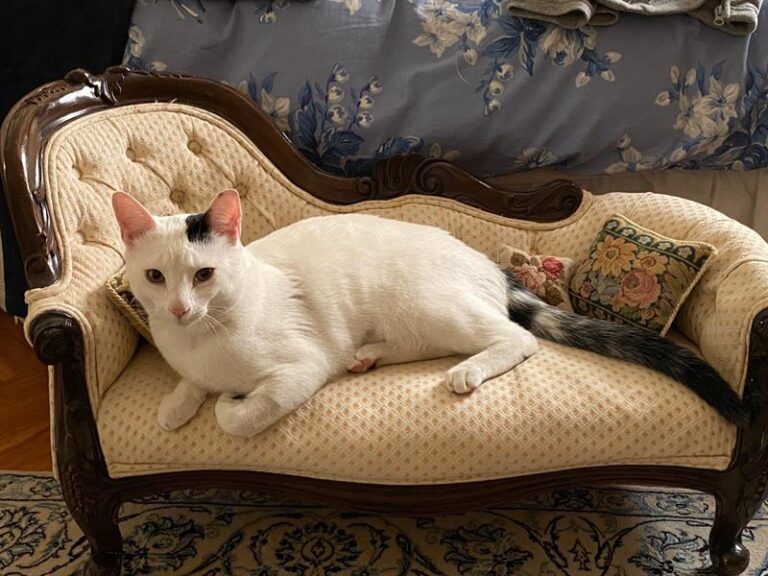 multimedia-foto62440-782-1