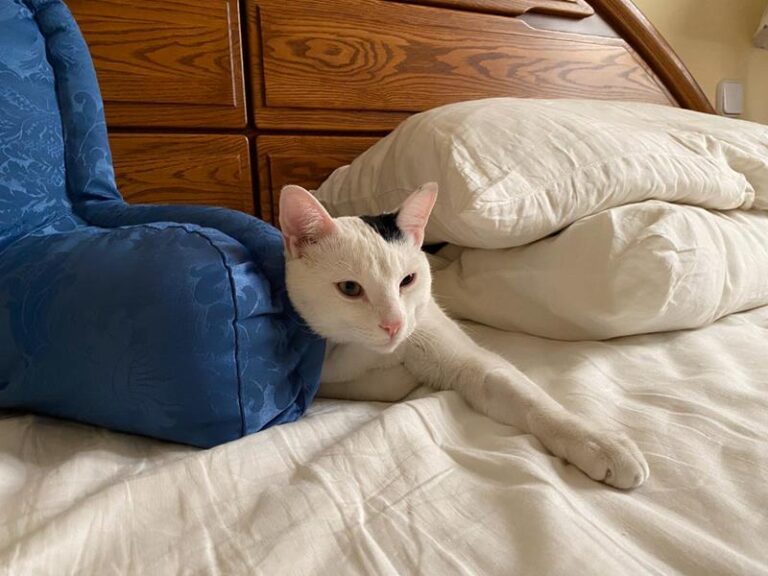 multimedia-foto62441-783-1