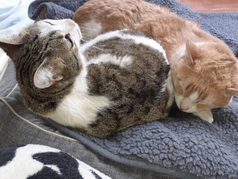 multimedia-foto62460-509-1