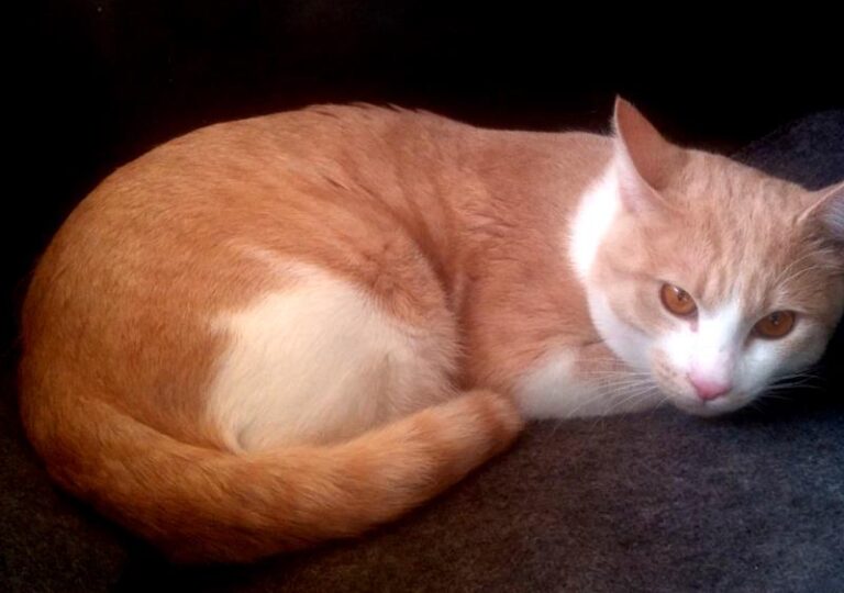 multimedia-foto62461-407-1