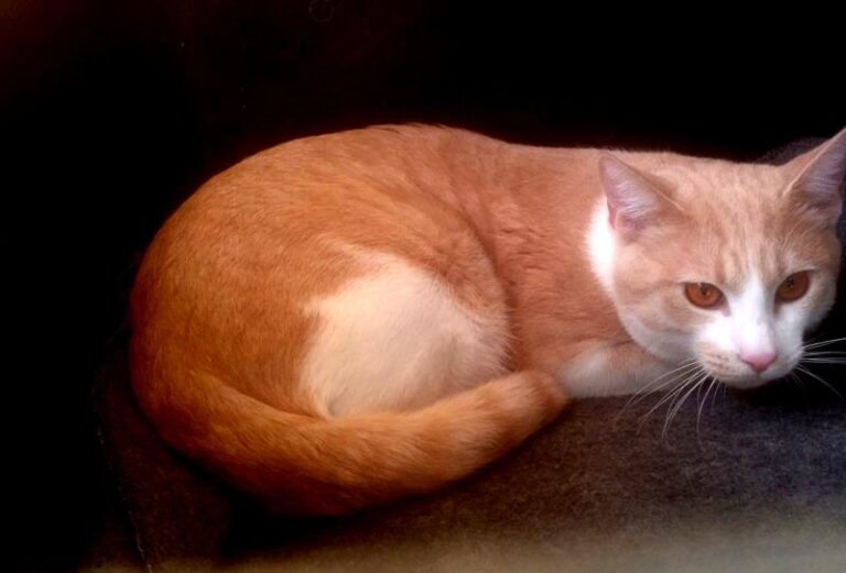 multimedia-foto62462-407-1