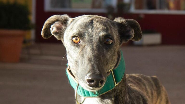 multimedia-foto62473-96-1