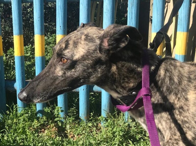 multimedia-foto62479-235-1