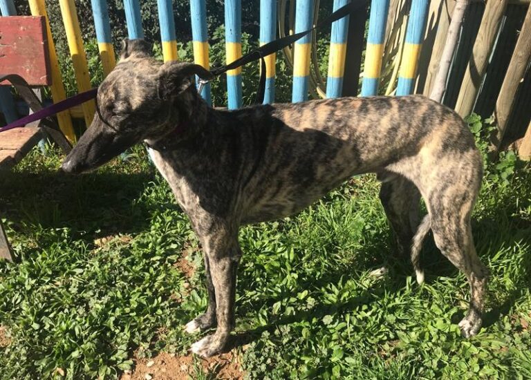 multimedia-foto62482-235-1