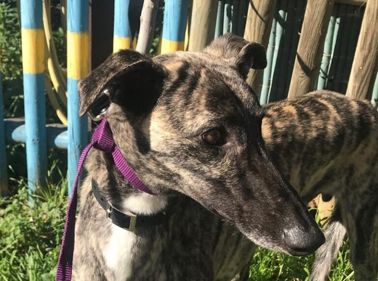 multimedia-foto62483-235-1