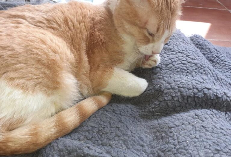 multimedia-foto62505-695-1