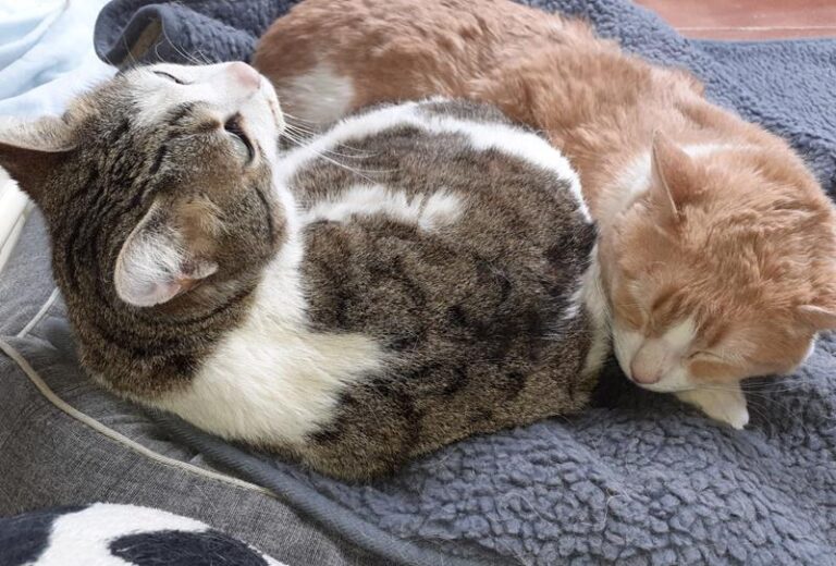 multimedia-foto62506-695-1