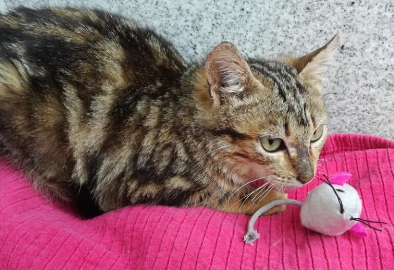 multimedia-foto62599-720-1