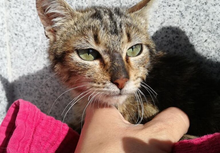 multimedia-foto62600-720-1