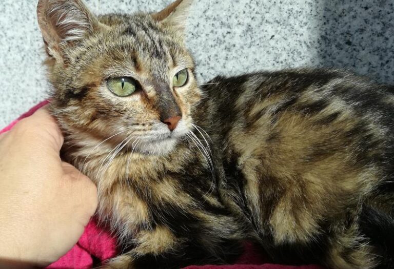 multimedia-foto62601-720-1