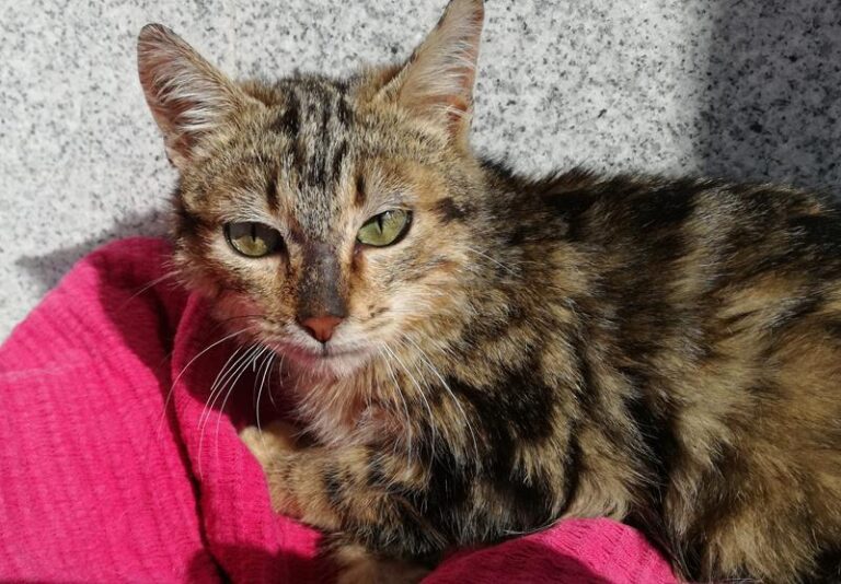 multimedia-foto62602-720-1