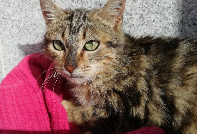 multimedia-foto62603-720-1