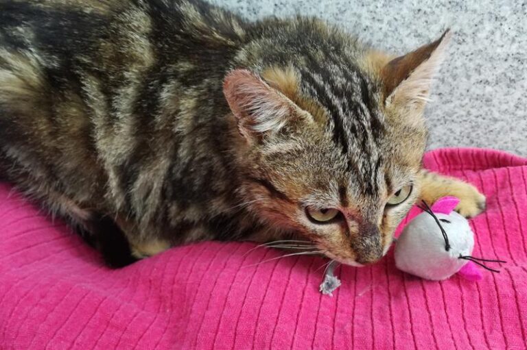 multimedia-foto62605-721-1