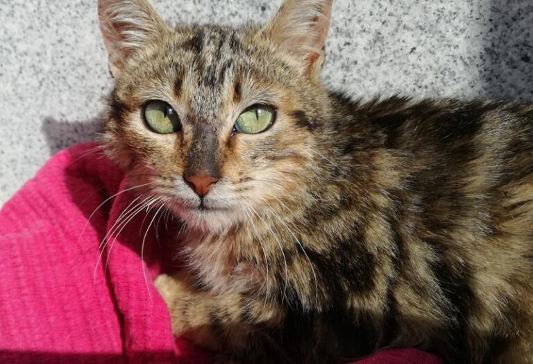 multimedia-foto62606-721-1