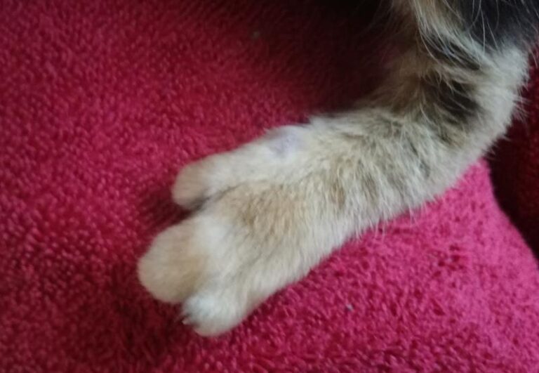 multimedia-foto62610-790-1