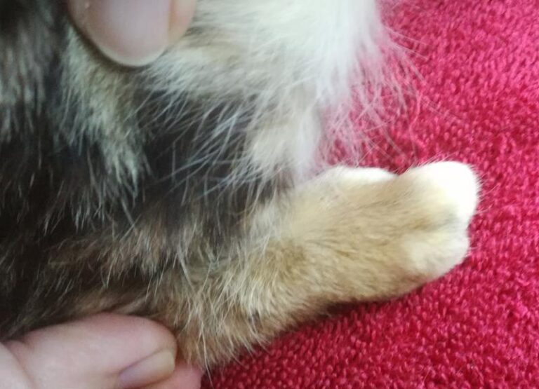 multimedia-foto62611-790-1