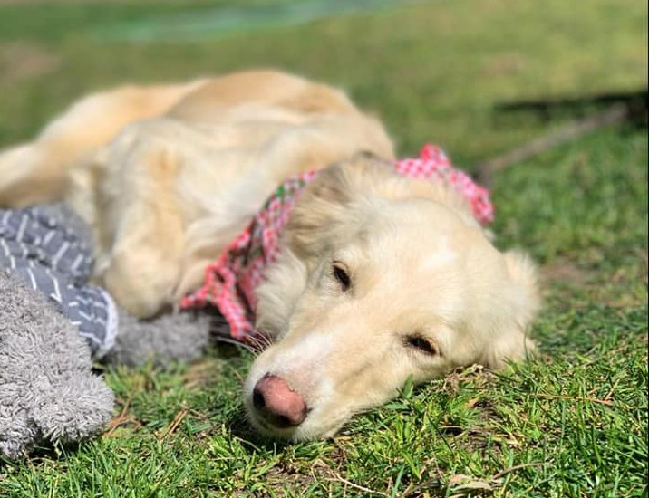 multimedia-foto62617-52-1