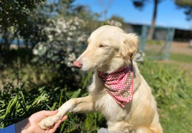 multimedia-foto62623-53-1