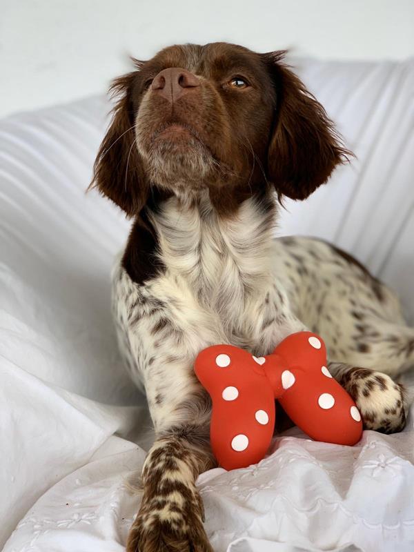 multimedia-foto62640-738-1