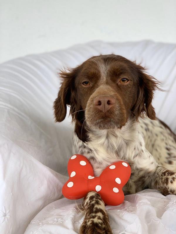 multimedia-foto62644-739-1