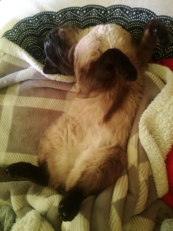 multimedia-foto62661-738-1