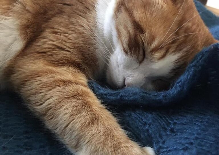 multimedia-foto62666-921-1