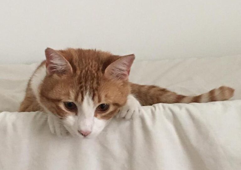 multimedia-foto62671-922-1