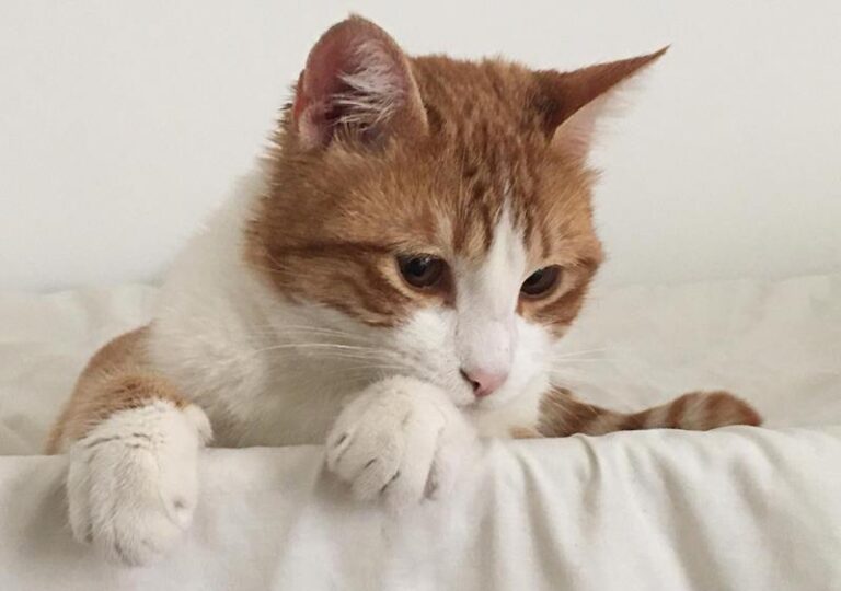 multimedia-foto62672-923-1