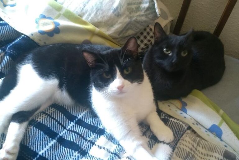 multimedia-foto62683-477-1