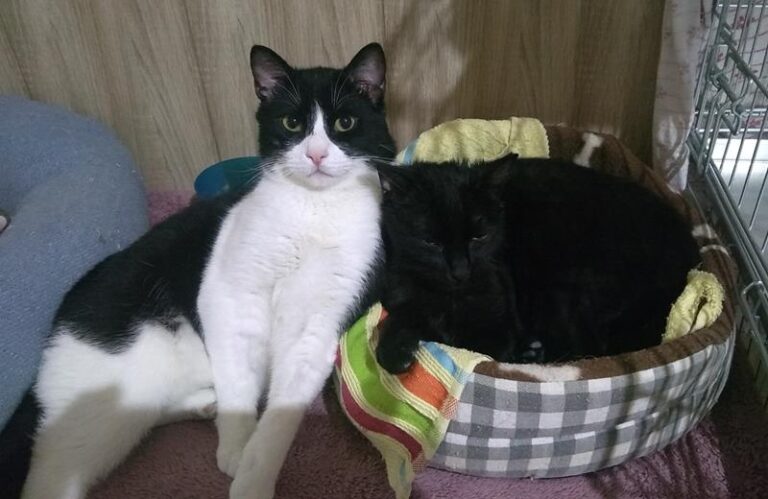 multimedia-foto62684-477-1