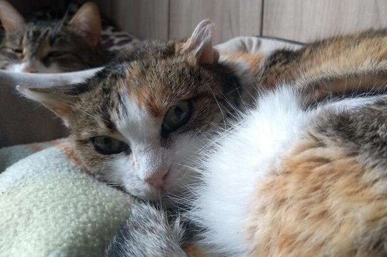 multimedia-foto62700-372-1