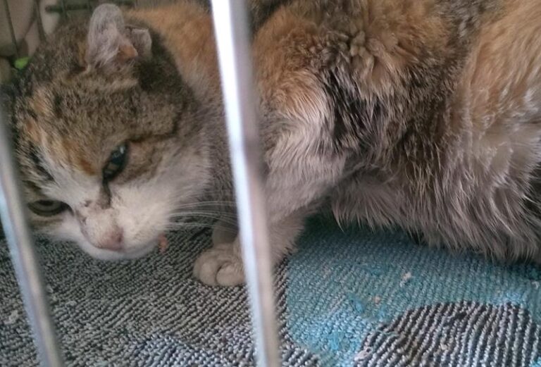 multimedia-foto62702-372-1