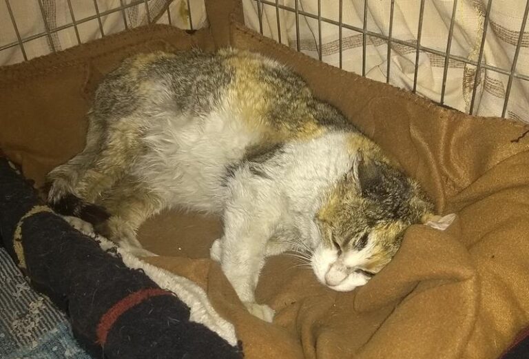 multimedia-foto62703-373-1