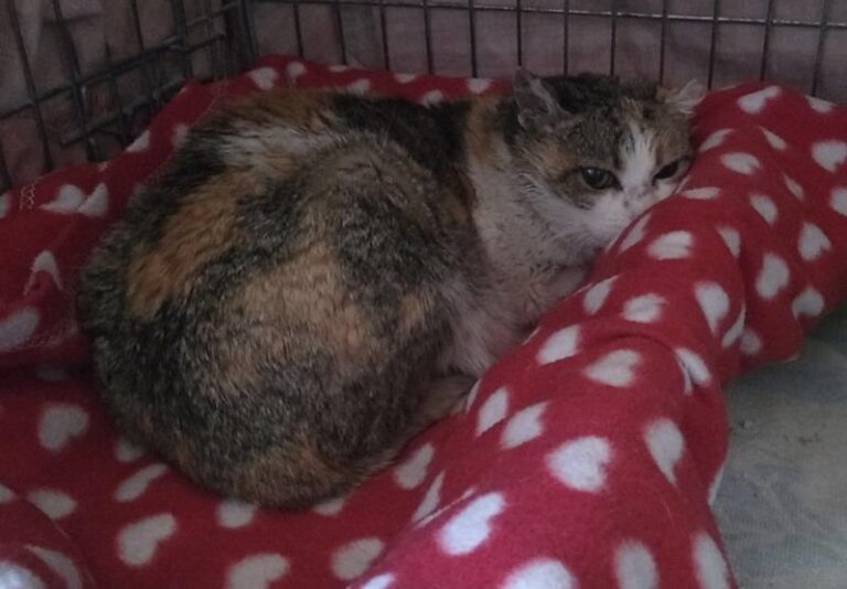 multimedia-foto62704-373-1