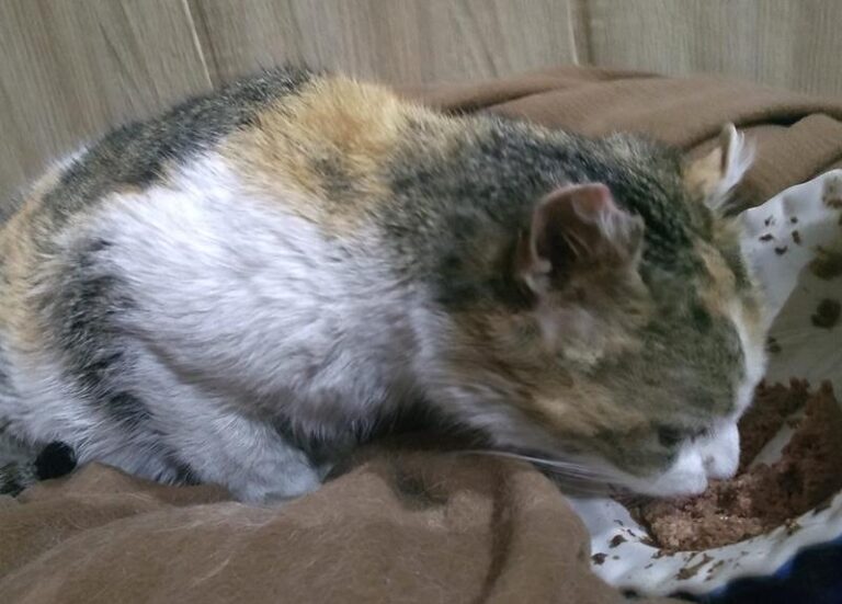 multimedia-foto62706-373-1