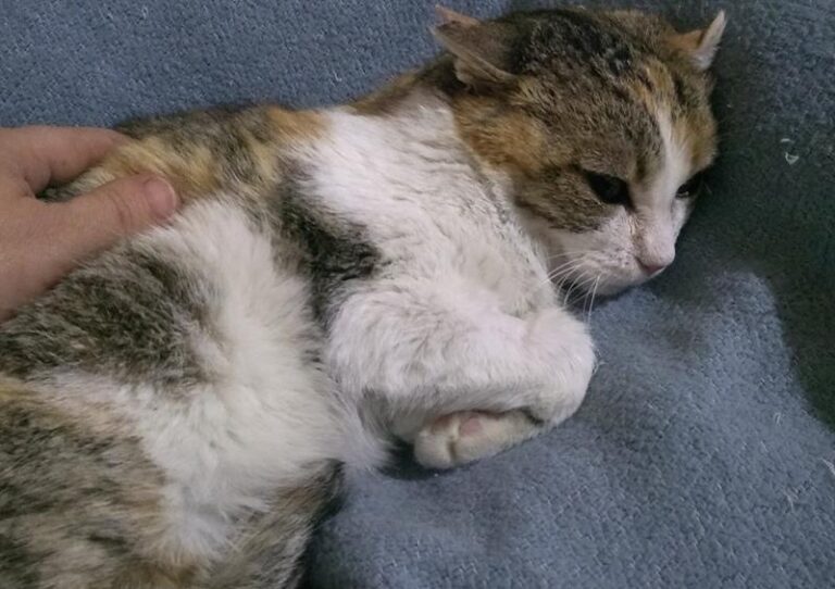 multimedia-foto62707-373-1